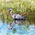 Great Blue Hunter