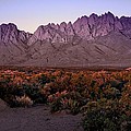 Purple Mountain Majesty