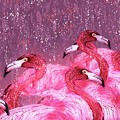 Flamingo Frenzy