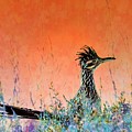 Roadrunner's New Mexico Sunset